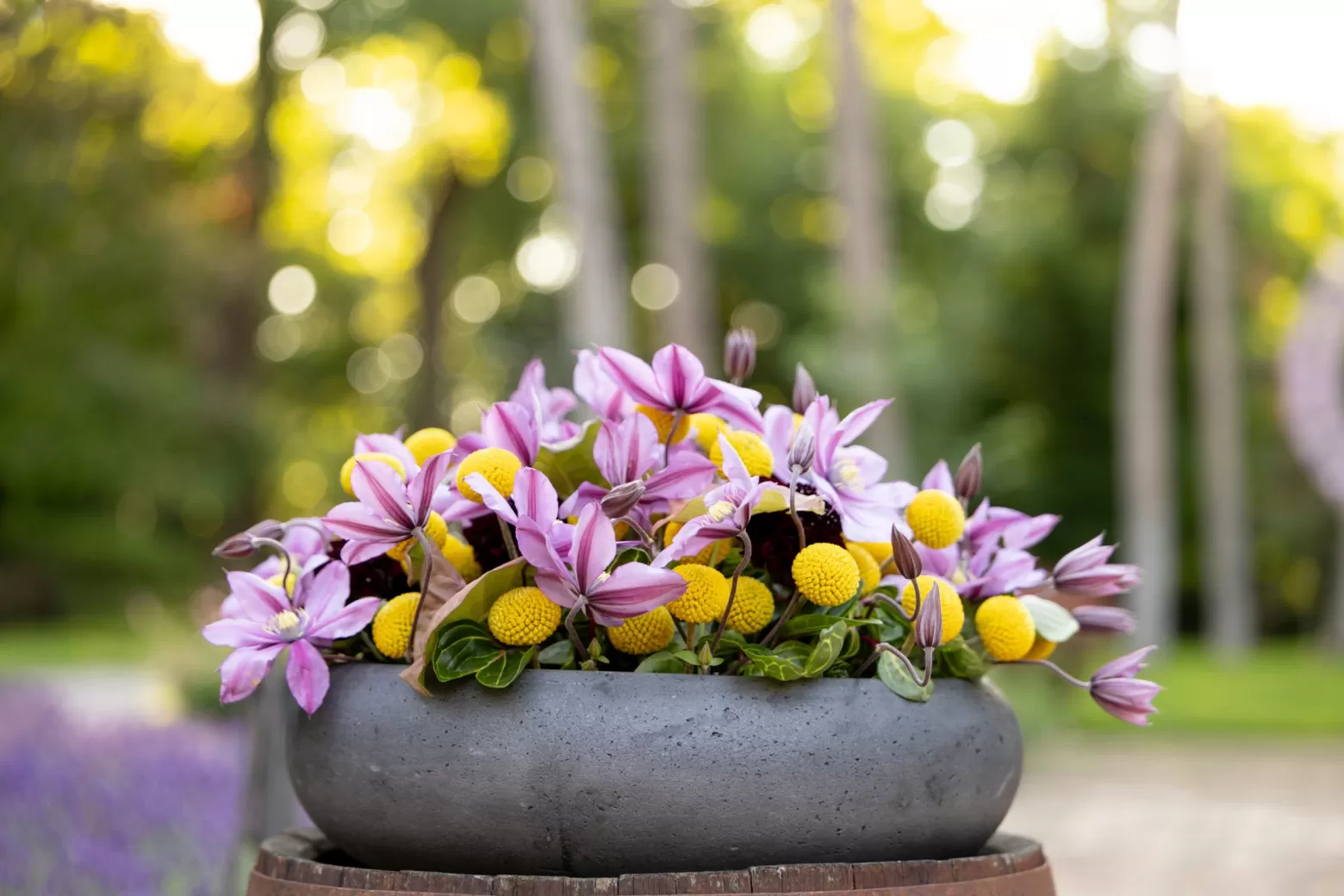Clematis Amazing® Tokyo nominated! | Marginpar
